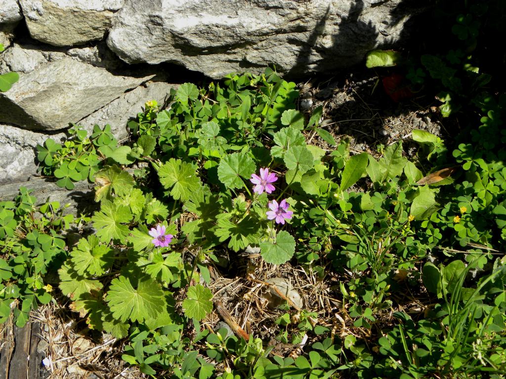 Geranium pyrenaicum